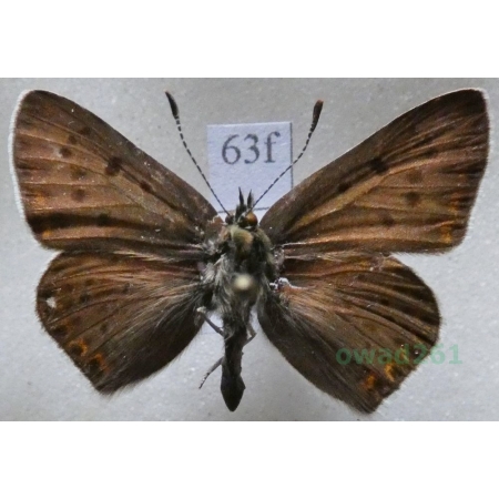 Lycaena tityrus (Poda, 1761) male Czerwończyk uroczek Czech63f